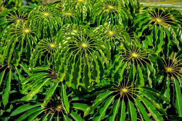 Hojas Rizadas Arbusto Tropical — Foto de Stock