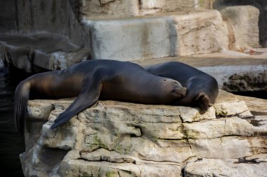Hayvanat bahçesinde birkaç deniz aslanı.