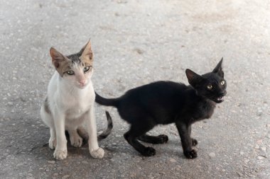 Küçük kedicikler yemek istiyor.