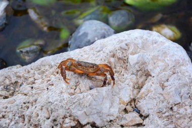Gölde küçük tatlı su yengeci