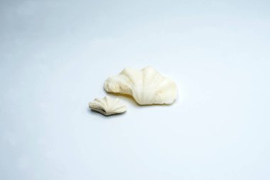 Farklı kıtaların kıyılarından deniz kabukları ve taşların bileşimleri