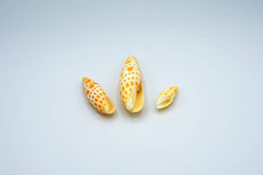 Farklı kıtalardaki deniz ve okyanuslardan gelen çeşitli kabuk ve taş bileşimleri