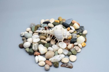 Farklı kıtalardaki deniz ve okyanuslardan gelen çeşitli kabuk ve taş bileşimleri
