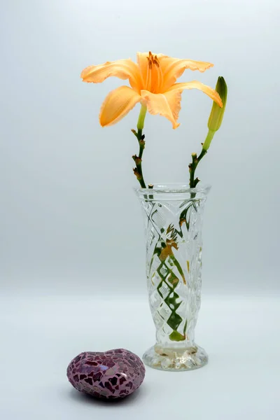 Flor Lírio Solitário Vaso — Fotografia de Stock