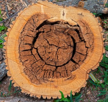 Ağaç kütükleri ve kesiklerinin desenleri ve dokusu