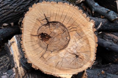 Ağaç kütükleri ve kesiklerinin desenleri ve dokusu