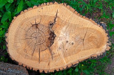 Ağaç kütükleri ve kesiklerinin desenleri ve dokusu