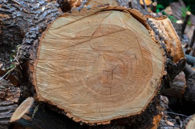Ağaç kütükleri ve kesiklerinin desenleri ve dokusu