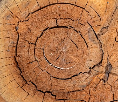 Ağaç kütükleri ve kesiklerinin desenleri ve dokusu