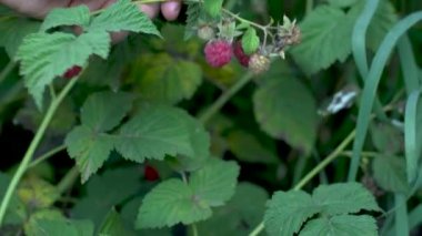 Çiftçi eli çalılıktan sulu ahududu topluyor. Bahçede sağlıklı ve çevre dostu meyveler yetiştirme kavramı