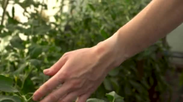 Jordbrukaren kör försiktigt sin hand över de gröna bladen på tomatplantor i växthuset. Begreppet odling av hälsosamma och miljövänliga grönsaker — Stockvideo