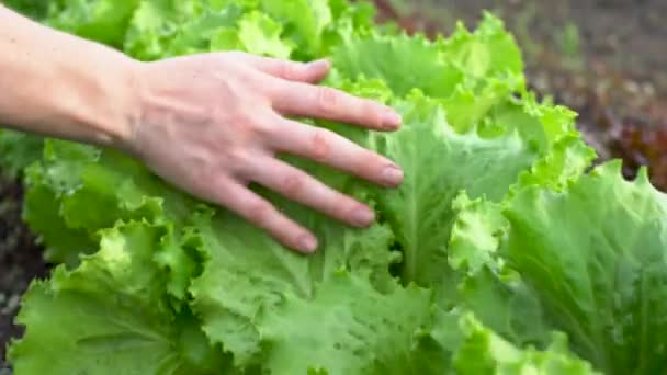 Farmář opatrně přejíždí rukou po zelených listech salátu v zahradě. Koncept pěstování zdravé a šetrné k životnímu prostředí zeleniny — Stock video