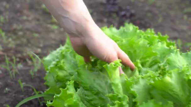 Farmer óvatosan átfuttatja a kezét a zöld saláta leveleken a kertben. Az egészséges és környezetbarát zöldségek termesztésének koncepciója — Stock videók
