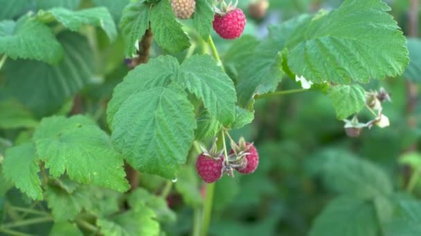 Farmers hand is plucking ripe juicy raspberries from a bush. Concept of growing healthy and environmentally friendly berries in the garden — Stock Video