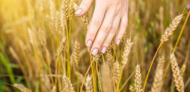 Kadının eli dikkatlice elini buğday tarlasında dikenlerin üzerinden uzatıyor..