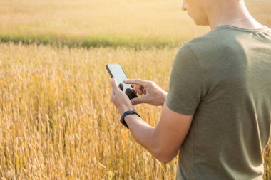 Genç ve modern bir adam bir tarlada altın buğday başakları arasında akıllı telefon kullanıyor..