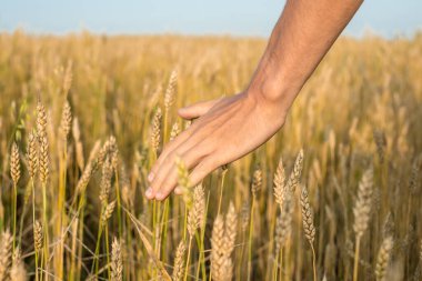 Adamın eli dikkatle elini buğday tarlasında dikenlerin üzerinden geçiriyor..