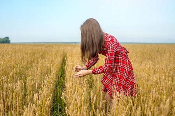 Young Woman Red Dress Carefully Looking Golden Ripe Spikelets Wheat — Stock Photo, Image