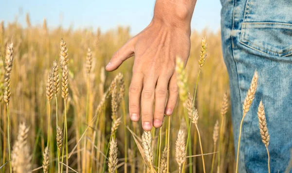 Man Jeans Wheat Field Carefully Running His Hand Golden Ripe — Stock Photo, Image