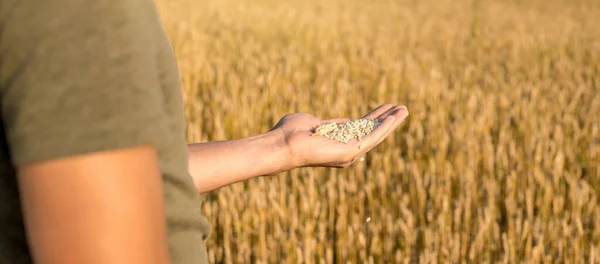 一个人手里拿着一把成熟的麦粒和田里的小穗 — 图库照片