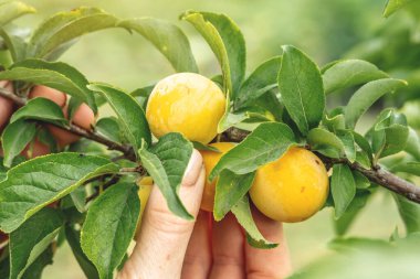 El, bir daldan olgun sarı bir eriği nazikçe koparıyor. Çevre dostu ve sağlıklı hasat kavramı.