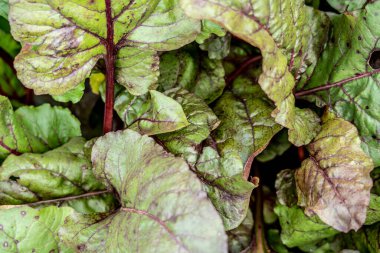 Kalın pancar yapraklarının arka planı. Kapat..