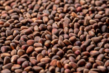 Çam fıstığının arka planı. Kabuklarında bir sürü sedir tohumu var. Üst görünüm.