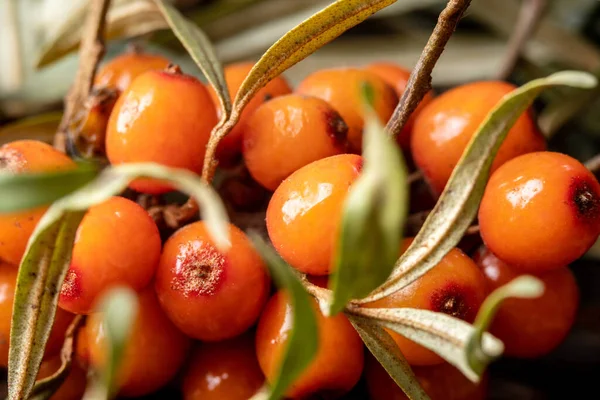 Olgun, parlak deniz dikenli üzümleri yakın bir dalda.