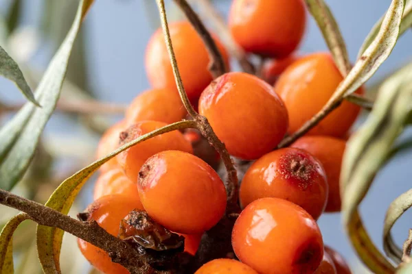 Olgun, parlak deniz dikenli üzümleri yakın bir dalda.