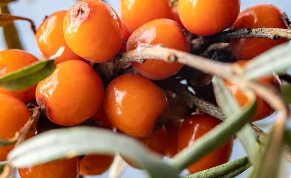 Olgun, parlak deniz dikenli üzümleri yakın bir dalda.