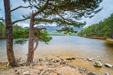 Cairngorms Ulusal Parkı 'ndaki Rothiemurchus Ormanı' nın taklitleri
