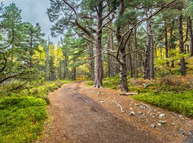 Cairngorms Ulusal Parkı 'ndaki Rothiemurchus Ormanı' nın taklitleri