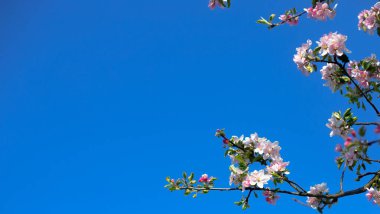 Gökyüzüne karşı çiçek açan elma ağacı. Bahar çiçekleri. Bahar arkaplanı