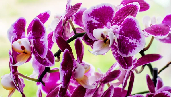 Hermosa Orquídea Phalaenopsis Rosa Plan Grande Concepto Floral —  Fotos de Stock