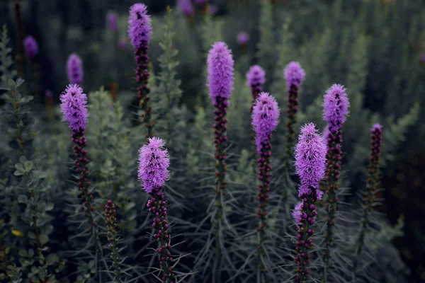 Цветы Liatris Саду — стоковое фото