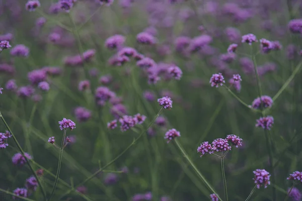 Les Délicates Petites Fleurs Violettes Verbena Bonariensis Vivace — Photo