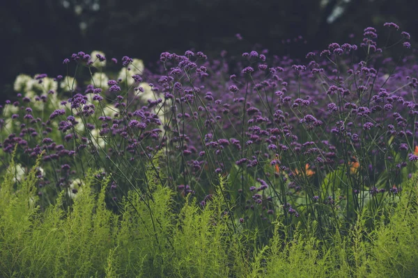 Les Délicates Petites Fleurs Violettes Verbena Bonariensis Vivace — Photo