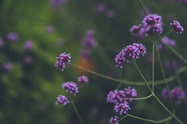 Delicadas Flores Roxas Minúsculas Verbena Bonariensis Perene — Fotografia de Stock