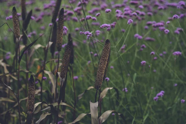 Herbe Décorative Pennisetum Glauck Dans Jardin — Photo