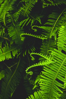 Fern ve tropikal yaprak yumuşak bir filtre ile karanlık bir arka plan üzerinde