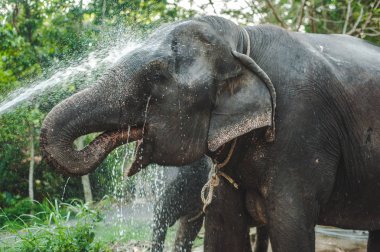 Tayland doğada su fil yıkar