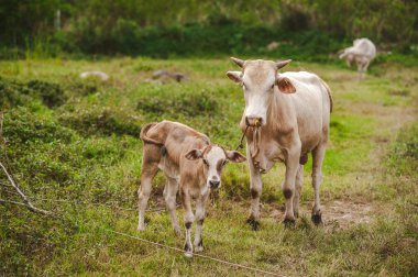 Doğadaki Asya mera üzerinde inek