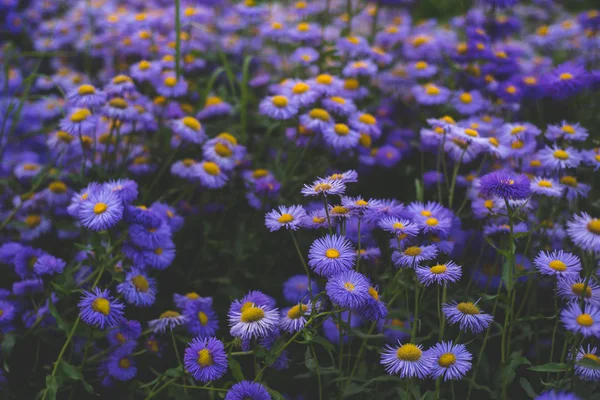 Azul Alpino Aster Grande Arbusto — Fotografia de Stock