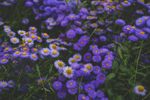 Modrý Alpský Aster Velký Keř — Stock fotografie