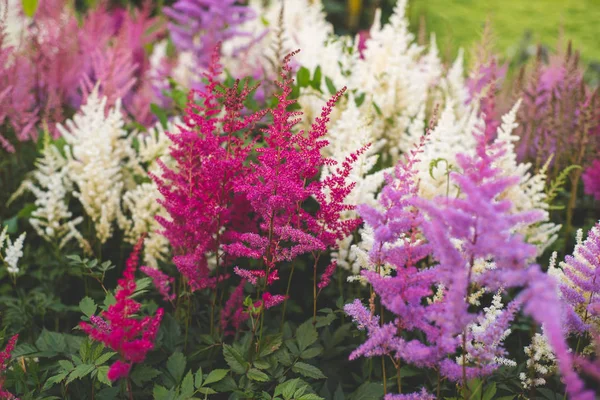 Bushes Astilyba Garden — Stock Photo, Image