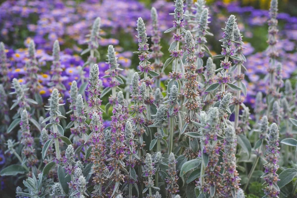 Porpora Orecchio Agnello Nel Giardino — Foto Stock