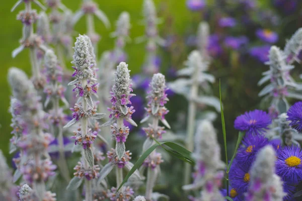 Purple Lamb Ear Garden — стоковое фото