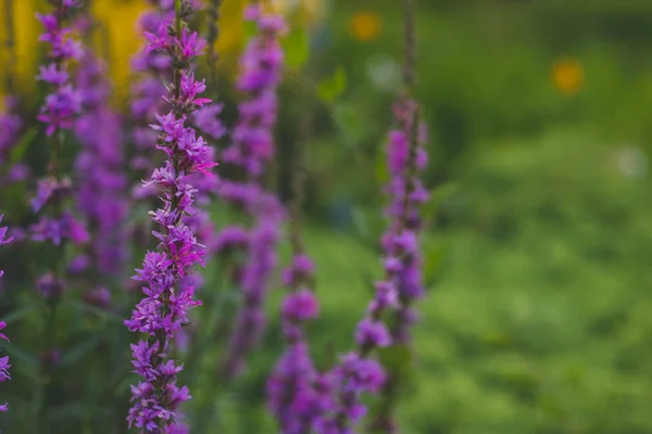 Lythrum Salicaria Flores Jardín —  Fotos de Stock