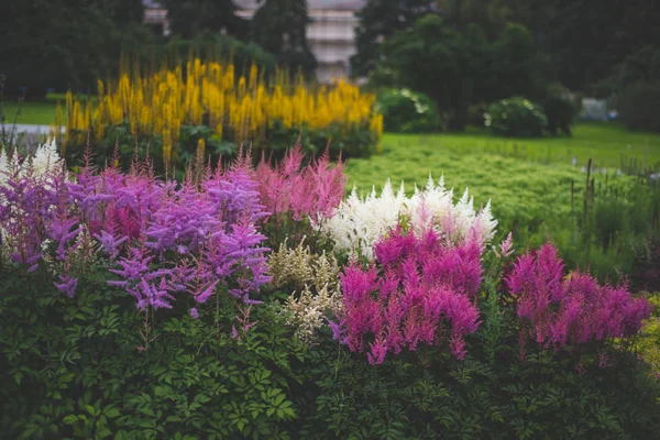 정원에 분홍색 — 스톡 사진