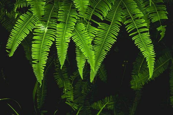 Fern ve tropikal yaprak yumuşak bir filtre ile karanlık bir arka plan üzerinde